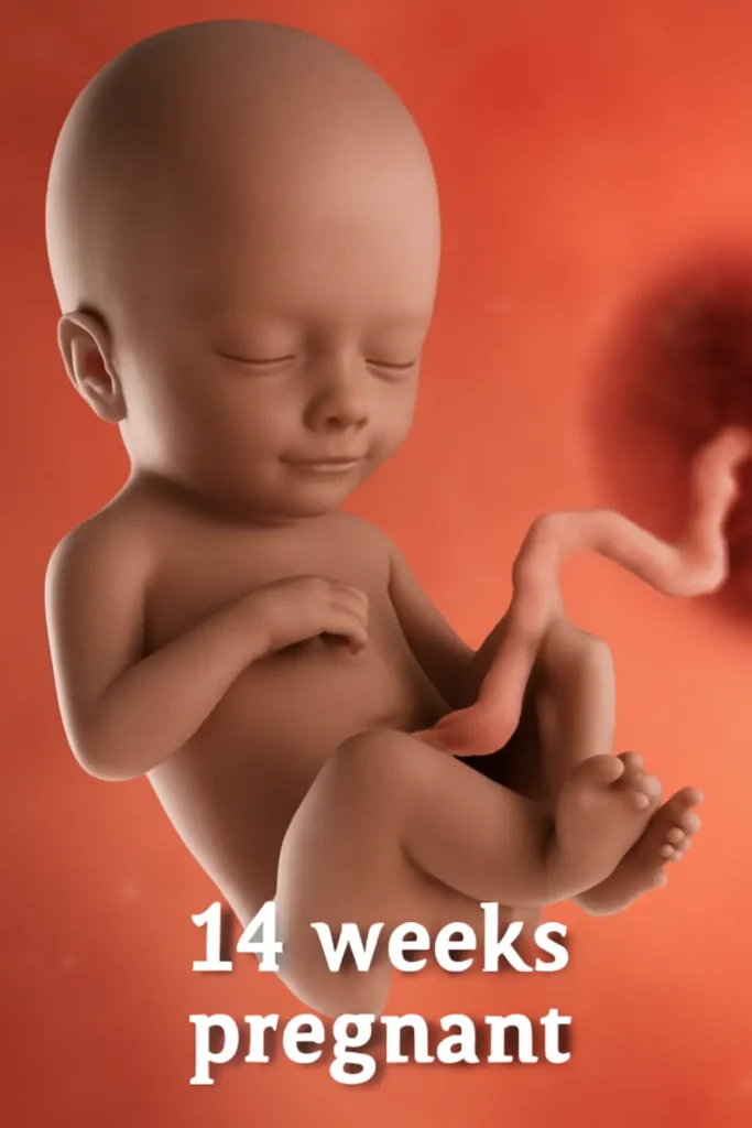 A 14-week-old fetus floats in the womb, with its delicate features, tiny fingers, and toes clearly visible. The umbilical cord extends towards the placenta, with the text "14 weeks pregnant" displayed in bold white letters.