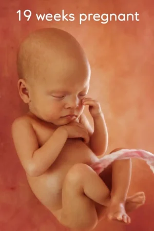 19 weeks pregnant, 3D rendering of a fetus in the womb showing fine details at 19 weeks of gestation.