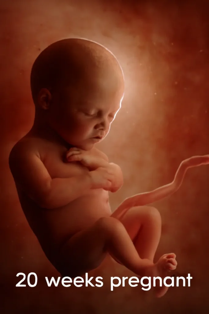 20-week-old fetus in the womb, captured in a realistic 3D style with visible features and umbilical cord.