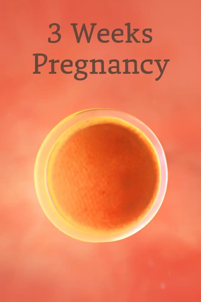 3 weeks pregnancy: A digital rendering of a 3-week-old human conceptus, showing the early development of the blastocyst.