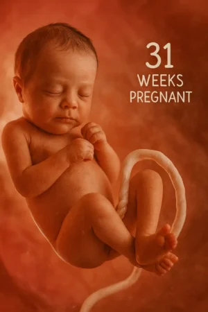 Fetus at 31 weeks curled in the womb, eyes closed and hands near the face, with a looped umbilical cord; text reads “31 weeks pregnant.”