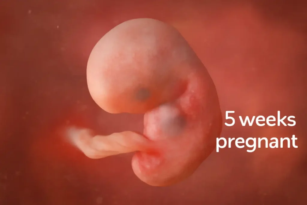 5 weeks pregnant: Close-up image of a developing human embryo in the early stages of pregnancy, with the text '5 weeks pregnant' displayed.