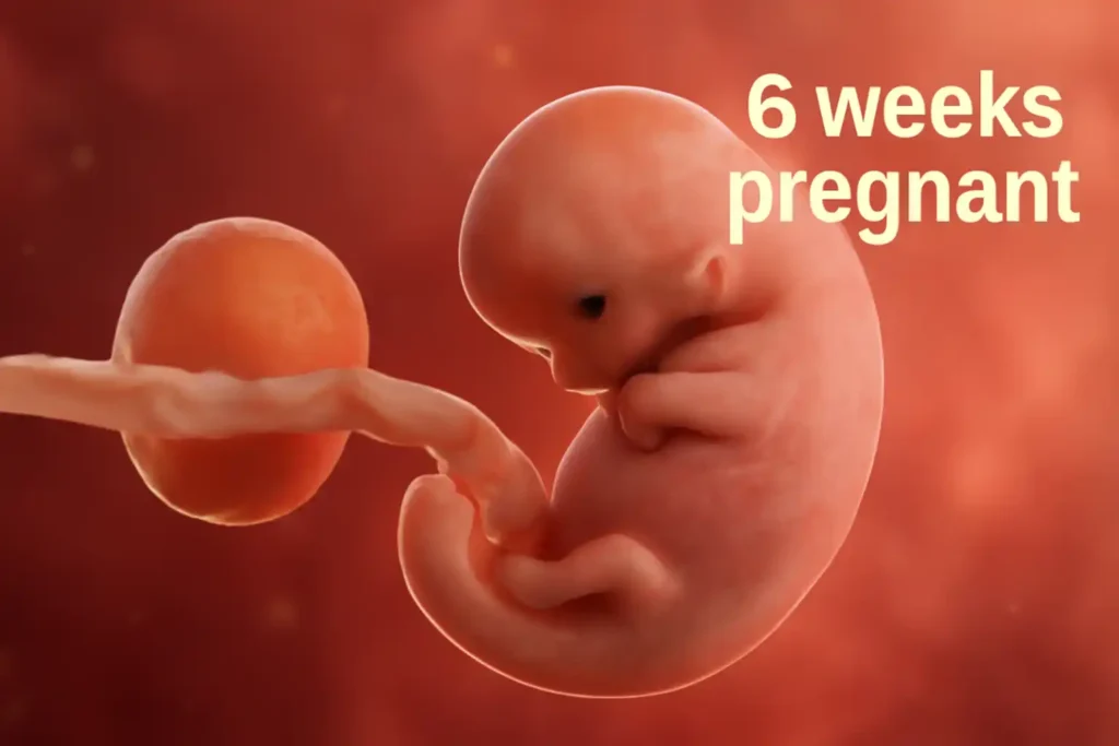 3D rendered image of a 6-week-old human embryo in the womb, showing its developing limbs, yolk sac, and umbilical cord, with a warm reddish-orange background.