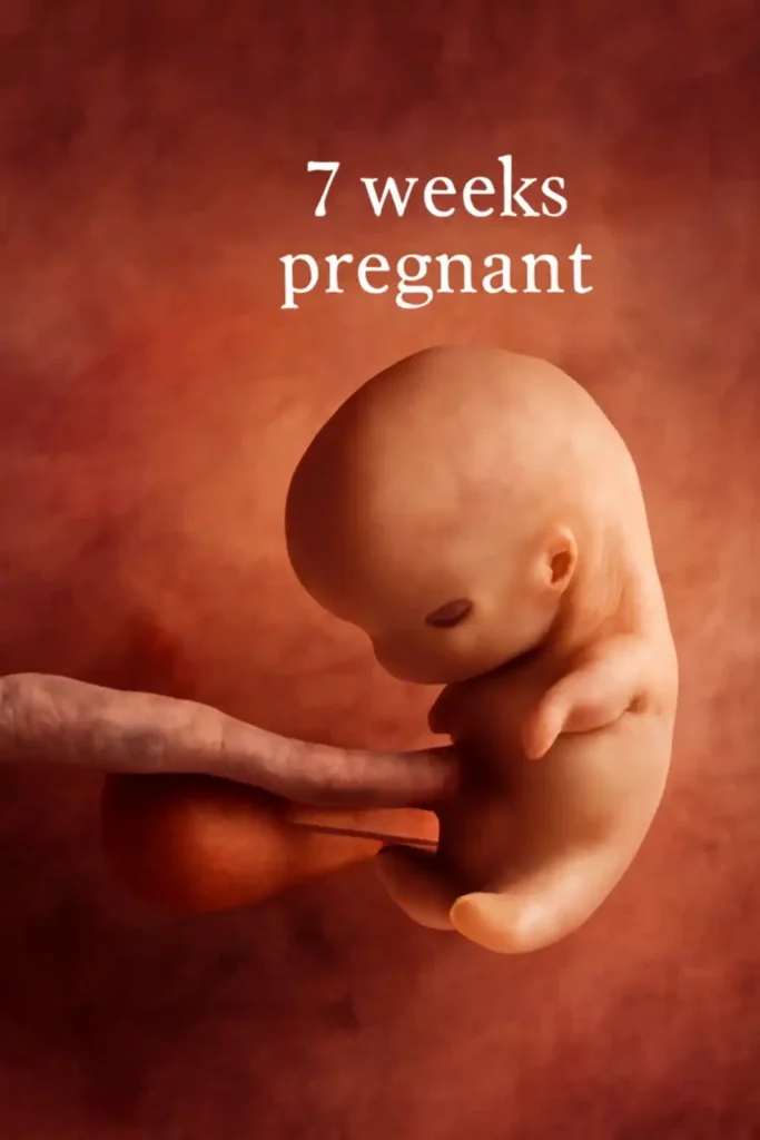 7 weeks pregnant: close-up of a developing embryo with umbilical cord attachment, showcasing early features like the head, spinal development, and limb buds.