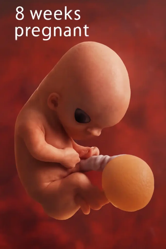 8 weeks pregnancy, showing a developing human embryo with visible features like the head, limbs, and umbilical cord.