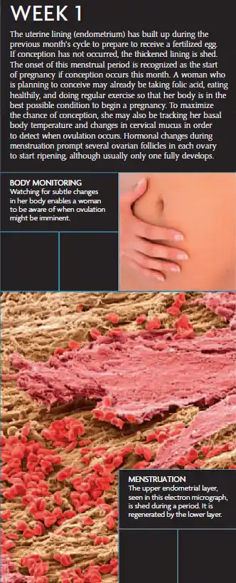 A pregnancy infographic showing Week 1 with information on uterine lining changes, menstruation, and body monitoring, supported by abdominal and microscopic images.