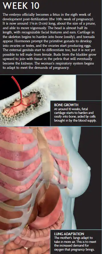 A Week 10 pregnancy infographic showing a 3 cm fetus, bone ossification, developing organs, and maternal lung adaptation for oxygen needs.