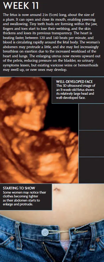A pregnancy infographic illustrating Week 11, highlighting fetal development, facial feature formation, heart rate, and abdominal changes, with ultrasound and body images.
