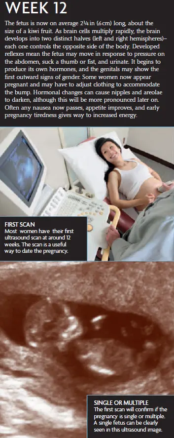 A pregnancy infographic for Week 12, showing fetal development, first ultrasound scan, and a woman receiving a prenatal checkup. Includes details on baby’s growth, reflexes, and body changes.