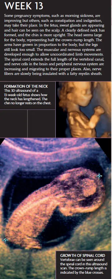 Week 13 infographic showing a 3D ultrasound of a fetus at 13 weeks, with highlighted growth of the spinal cord, formation of the neck, and developmental changes in the arms and legs.
