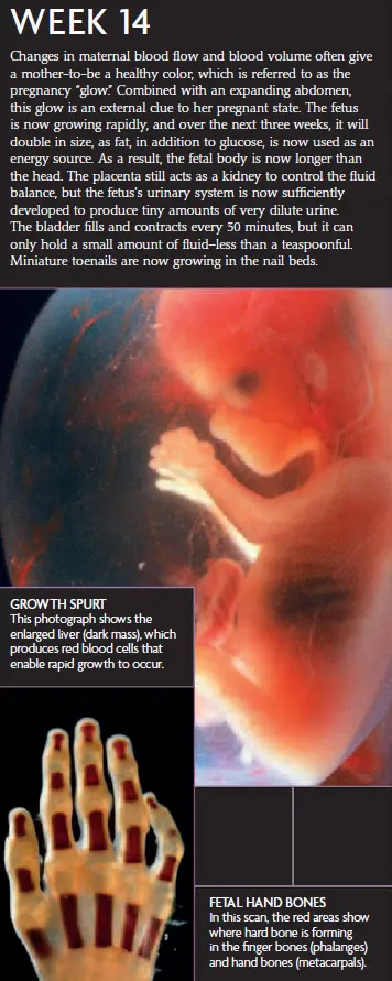 Week 14 infographic showing fetal development, including growth spurt, enlarged liver, and the formation of fetal hand bones.