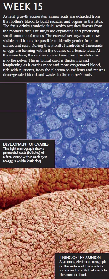 Infographic titled “Week 15” outlining fetal growth: faster development, lungs expanding, sex organs visible; female ovaries forming eggs; umbilical cord thickening; with micrographs of ovarian follicles and the amnion lining.