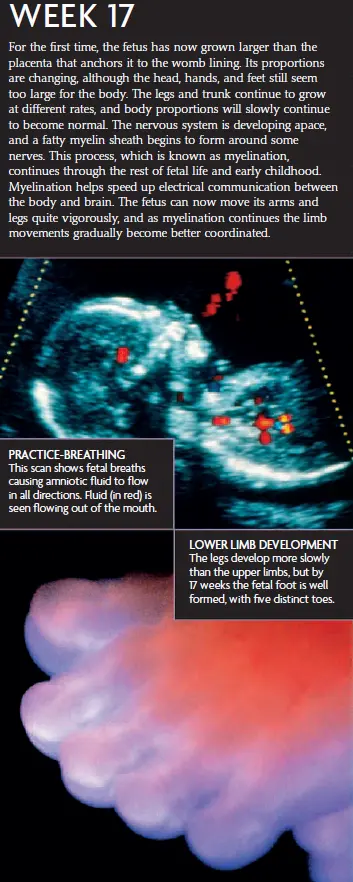 Vertical “WEEK 17” pregnancy infographic describing that the fetus has just grown larger than the placenta, body proportions are changing, and the nervous system is developing with myelination beginning. Side panels show a color ultrasound illustrating practice breathing with amniotic fluid (red) moving from the mouth, and a close-up image of a well-formed fetal foot with five toes.