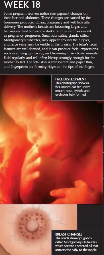 Vertical “Week 18” pregnancy infographic explaining maternal pigment changes and breast enlargement with darker nipples and Montgomery’s tubercles; notes the fetus now has well-formed facial features, makes expressions, swallows amniotic fluid, hiccups, has transparent skin, and forming fingerprints. Includes a warm photo of a fetal face and a diagram of the areola showing Montgomery’s tubercles.