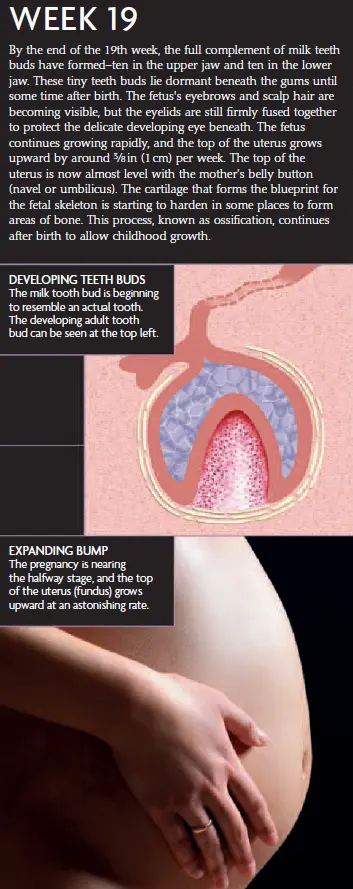 Week 19 Pregnancy Milestones: Milk teeth development, expanding bump, and fetus growth