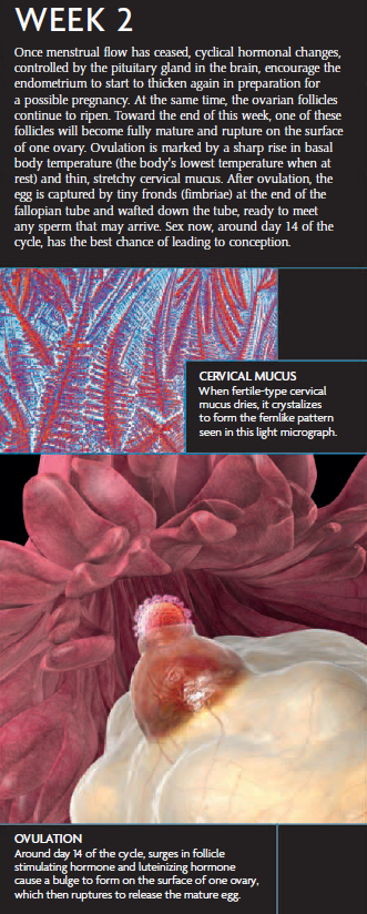 A pregnancy infographic showing Week 2, featuring ovulation, cervical mucus crystallization, and microscopic images of reproductive changes.