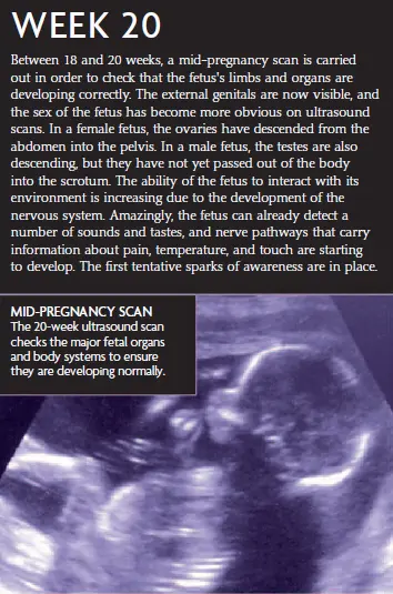 20-week pregnancy scan showing fetus development, highlighting organ and limb growth, and early awareness signs.