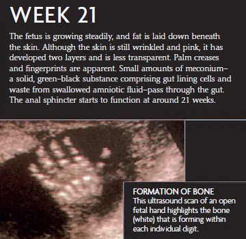 Ultrasound image showing fetal development at week 21, focusing on bone formation in the fetal hand and skin changes, including visible fingerprints and palm creases.
