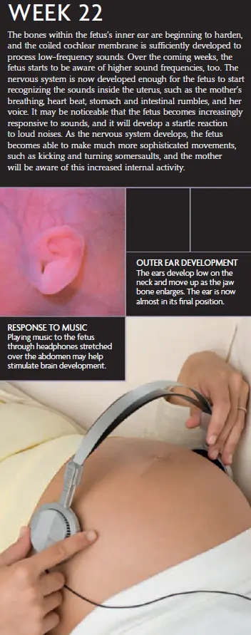 Week 22 fetal development infographic showing the development of the fetus's ears and its response to music. A pregnant woman listens to music using headphones placed on her abdomen.