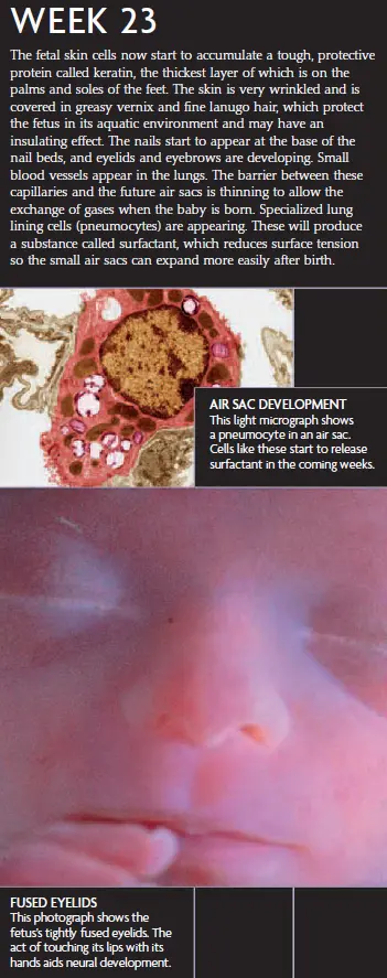 Week 23 fetal development infographic showing the development of the fetus's skin, air sac, and eyelids. The fetus is shown with tightly fused eyelids, and a micrograph of air sac development is included.