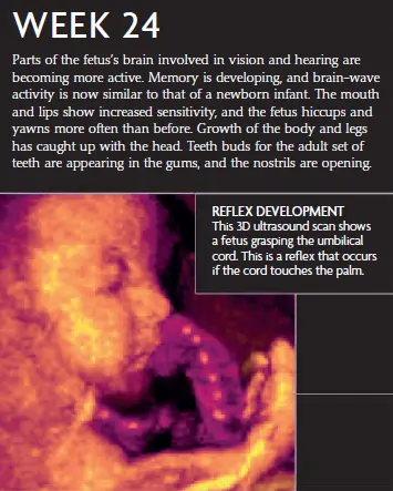 Week 24 fetal development infographic showing the fetus grasping the umbilical cord and reflex development. A 3D ultrasound scan shows the fetus with its mouth and lips more sensitive, along with developing teeth buds.