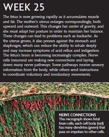 Week 25 fetal development infographic showing the fetus's nerve connections and the development of brain cells. A micrograph displays fetal brain cells with dendrites passing impulses to other cells