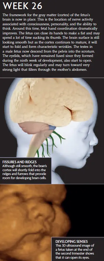 Week 26 fetal development infographic showing the development of the fetus's brain, the formation of brain ridges and fissures, and the development of senses. A 3D ultrasound image shows the fetus opening its eyes.