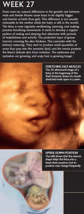 Week 27 fetal development infographic showing the fetus yawning, stretching face muscles, and in an upside-down position. The 3D ultrasound image shows the fetus with eyes stretched open in a yawn, and an MRI image shows the fetus in a head-down position.