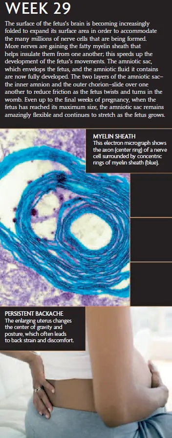 Week 29 fetal development infographic showing the development of the fetus's brain, myelin sheath, and amniotic sac. An electron micrograph shows a nerve cell with concentric rings of myelin sheath, and the image also highlights the pregnant woman's persistent backache.