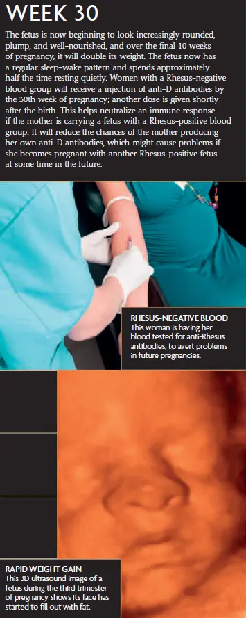 Week 30 fetal development infographic showing the fetus’s rapid weight gain, 3D ultrasound showing the face filling out with fat, and a blood test for anti-Rhesus antibodies to prevent future pregnancy complications.
