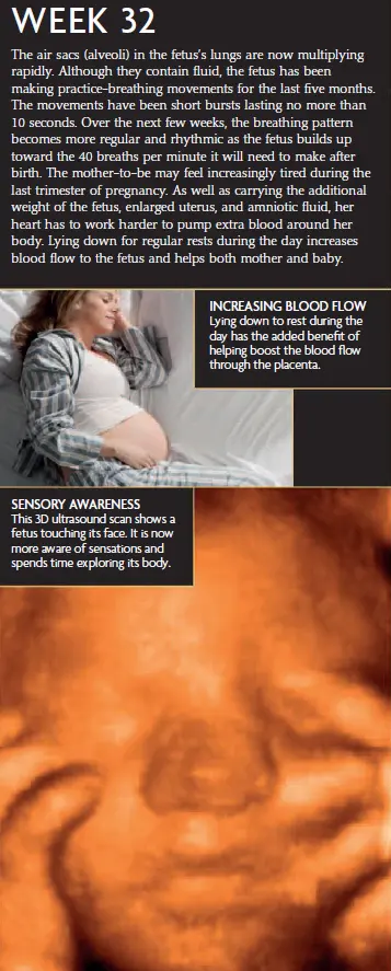 An ultrasound image showing a fetus at 32 weeks of pregnancy, touching its face. The infographic also includes information on lung development, increased blood flow, and sensory awareness at this stage.