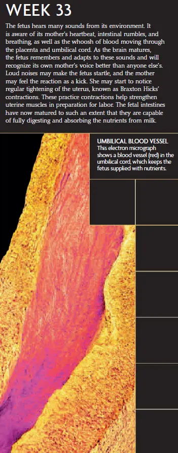 An electron micrograph showing an umbilical blood vessel (red) in the umbilical cord at 33 weeks of pregnancy, along with an infographic describing fetal sensory development and Braxton Hicks contractions.