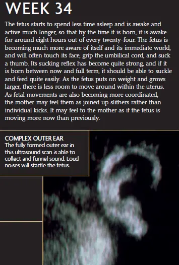 An ultrasound image showing the fully formed outer ear of the fetus at 34 weeks of pregnancy, along with an infographic explaining the fetus's increasing activity, coordination, and sensory development.