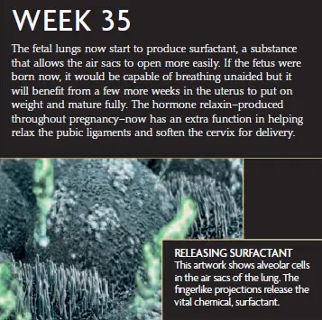 A microscopic image showing alveolar cells in the fetal lungs releasing surfactant at 35 weeks of pregnancy, along with an infographic explaining the fetus’s lung development and the hormone relaxin.