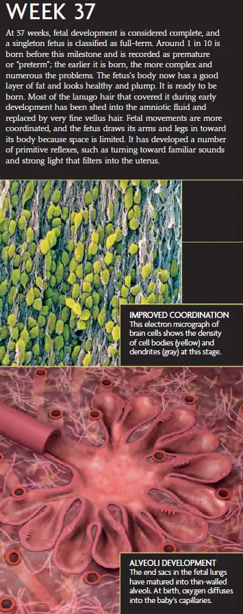 An electron micrograph showing brain cells with improved coordination and alveoli development in the fetal lungs at 37 weeks of pregnancy. The infographic highlights fetal fat accumulation, reflex development, and lung maturity.