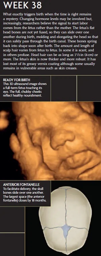A 3D ultrasound image showing a full-term fetus touching its eye at 38 weeks of pregnancy, along with an infographic explaining skull development, fontanelles, and readiness for birth.