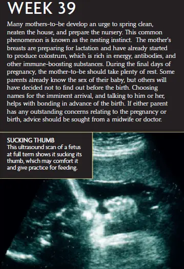 An ultrasound image of a full-term fetus sucking its thumb at 39 weeks of pregnancy, along with an infographic explaining the nesting instinct, breastfeeding preparation, and fetal bonding.