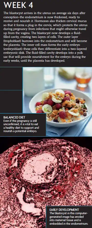 A pregnancy infographic for Week 4 showing blastocyst implantation, endometrium changes, early embryo development, and the importance of a healthy diet.