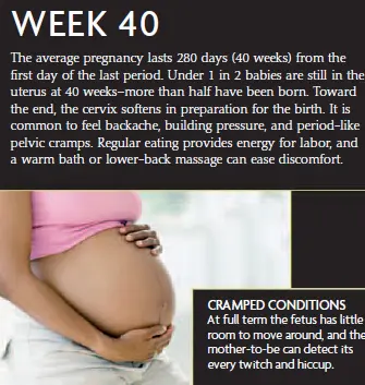 A pregnant woman at 40 weeks of pregnancy, showing a full-term baby bump. The infographic describes the final stages of pregnancy, including common discomforts, fetal cramping conditions, and tips for easing discomfort.
