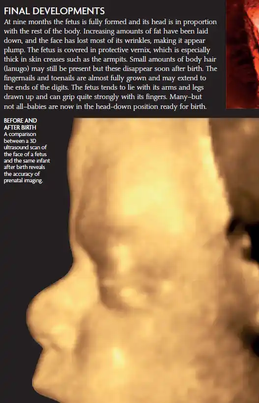 A comparison image showing a 3D ultrasound scan of a fetus’s face before birth and a photo of the same infant after birth, along with an infographic explaining the final developmental stages of the fetus at 9 months.