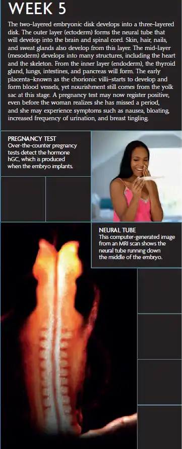 A Week 5 pregnancy infographic showing embryo development into three layers, pregnancy test results, and an MRI scan of the neural tube