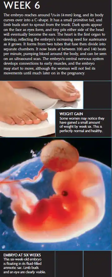 A Week 6 pregnancy infographic showing a 4 mm embryo with limb buds, early heartbeat, and normal maternal weight gain.
