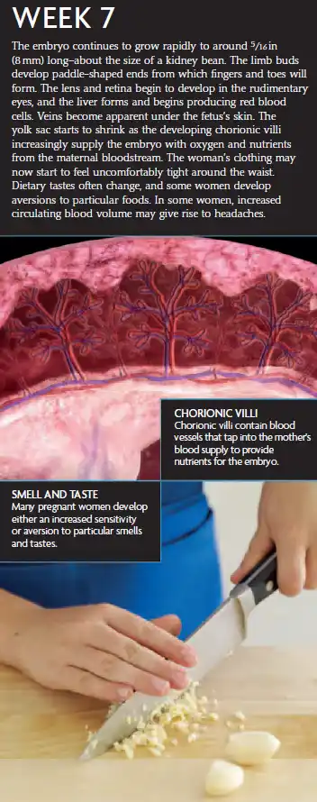 A Week 7 pregnancy infographic showing an 8 mm embryo, chorionic villi nutrient exchange, and maternal changes in smell and taste.