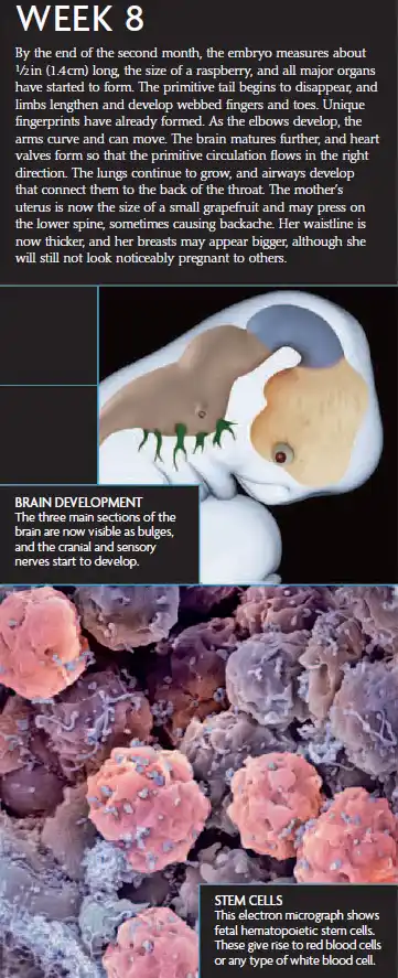 A Week 8 pregnancy infographic showing a 1.4 cm embryo, organ formation, brain development, and fetal stem cells under a microscope.