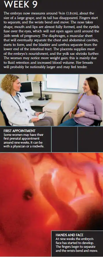 A Week 9 pregnancy infographic showing a 1.8 cm embryo with developing face and hands, a prenatal appointment, and maternal body changes.