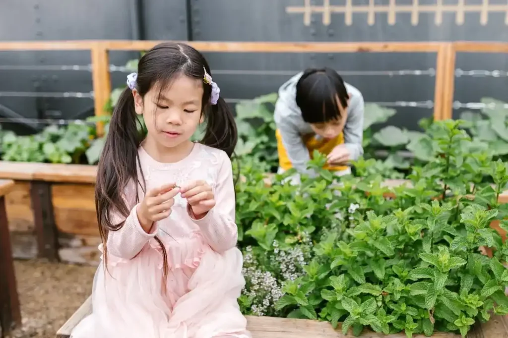 Two Asian children, a girl in the foreground wearing a pink dress and a boy behind her, are focused on examining plants in a raised outdoor garden bed, engaging in observation and exploration.